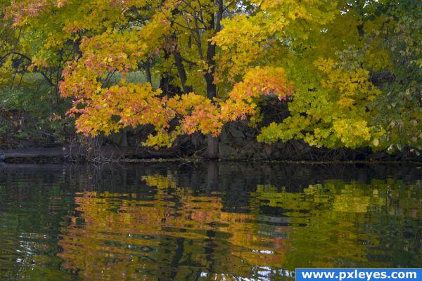 Lakeside maples.